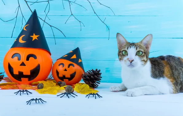 Cat, cat, look, pose, spiders, pumpkin, lies, Halloween
