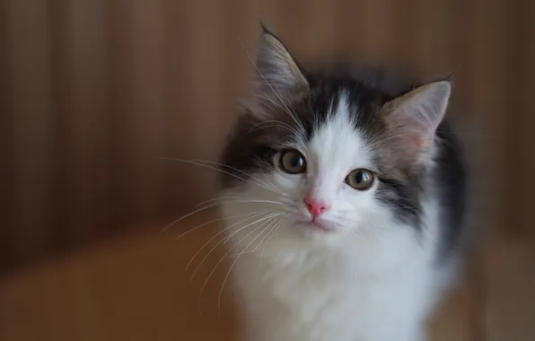 Cat, look, pose, kitty, face, white with grey