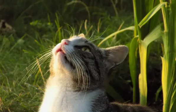 Cat, Cat, Observations, Hunting