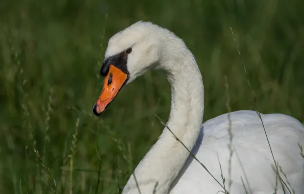 Picture white, grass, look, nature, bird, portrait, swans, green background