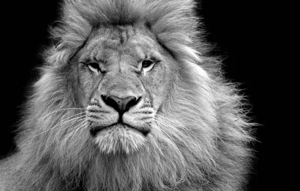 Leo, king, beast