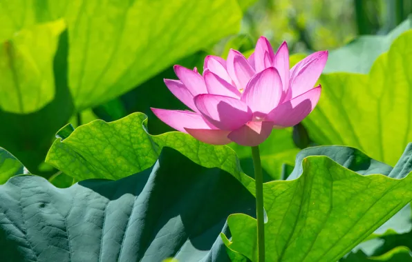 Picture leaves, light, flowers, Lotus, pink