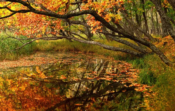 Autumn, forest, trees, landscape, nature, pond, foliage, Primorye