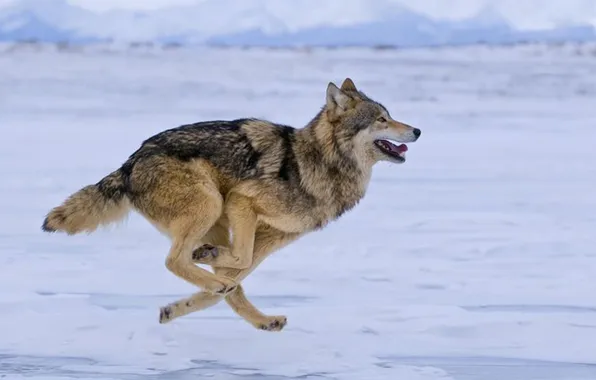 Nature, snow, predator, face, animal, wolf, wildlife, portrait