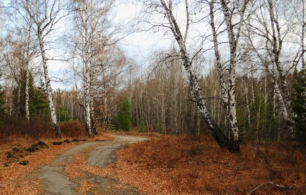 Picture Road, Autumn, Trees, Forest, Fall, Foliage, Autumn, Forest