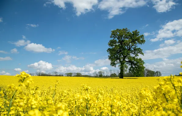 Field, the sky, the sun, clouds, trees, oak, rape