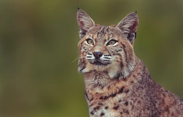 Portrait, lynx, wild cat