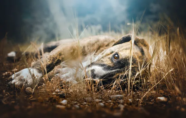 Grass, look, nature, pose, pebbles, stones, glade, dog