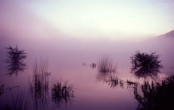 Fog, lake, reflection, Grass