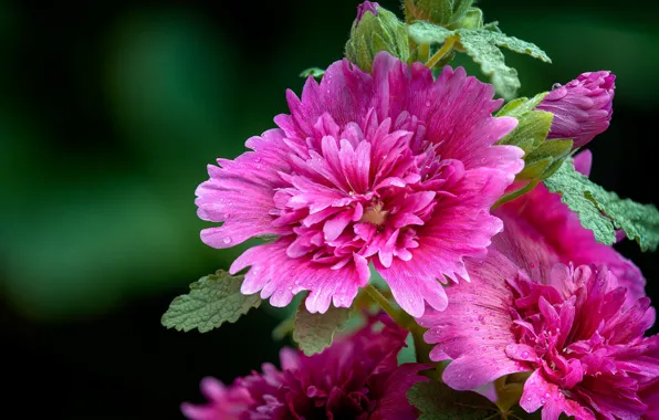 Leaves, drops, macro, flowers, garden, pink, mallow, Terry