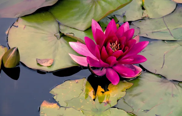 Flower, leaves, water, lake, pond, pink, Lily, pond