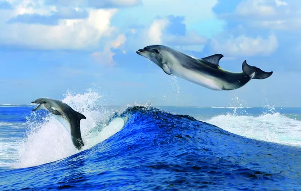Sea, clouds, squirt, wave, horizon, dolphins