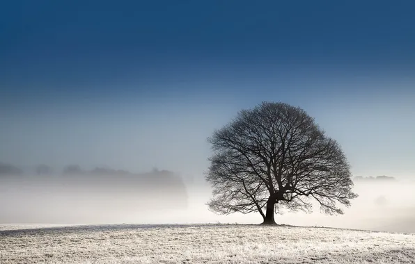 Picture field, landscape, tree