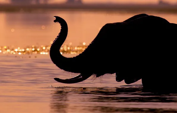 Picture WATER, DROPS, ELEPHANT, HEAD, TRUNK, TUSKS, SILHOUETTE