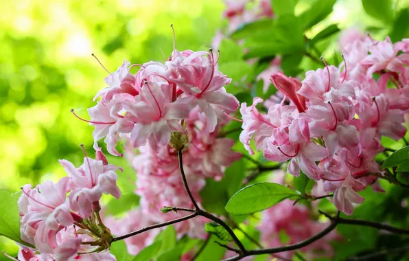 Flowers, pink, branch, flowering