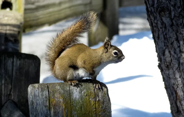 Winter, trees, blur, protein