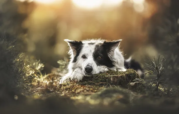 Picture face, dog, Border Collie