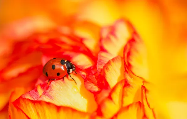 Picture flower, macro, ladybug, beetle, insect, bright, Ranunculus