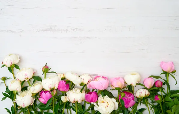 Picture white, background, pink, white, wood, peonies