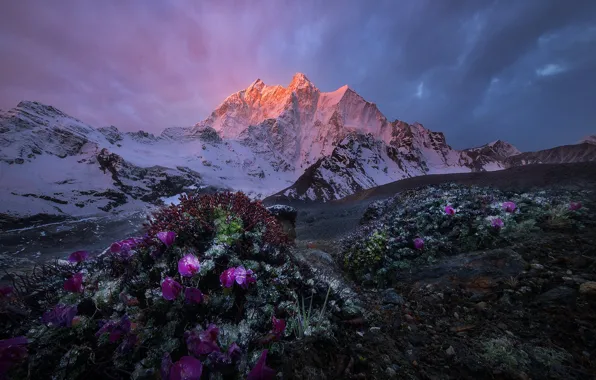 Light, snow, flowers, mountains, stones, the slopes, tops, bushes