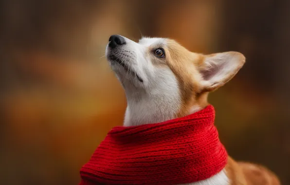 Picture background, dog, scarf, face, Welsh Corgi, Irina Andrianova