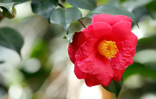Picture leaves, flowers, branches, red, bokeh, blurred background, Camellia