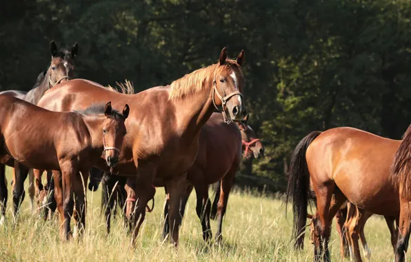 Forest, grass, light, glade, horses, horse, walk, a lot