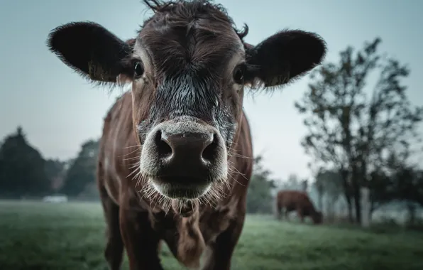 Nature, cow, cattle