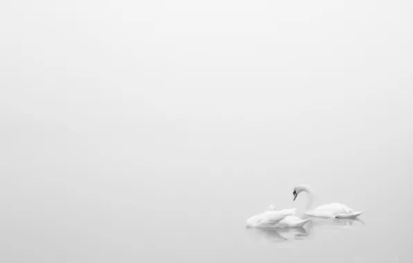 Picture nature, minimalism, swans