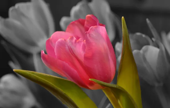 Picture leaves, Tulip, spring, petals