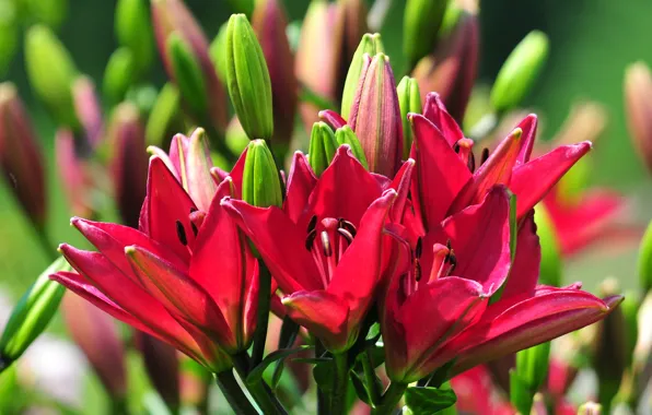 Picture Bush, Lily, petals, garden