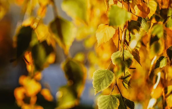 Autumn, leaves, light, branches, foliage, blur, yellow, birch