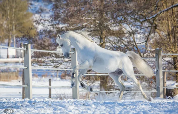 White, movement, horse, horse, power, running, grace, playful