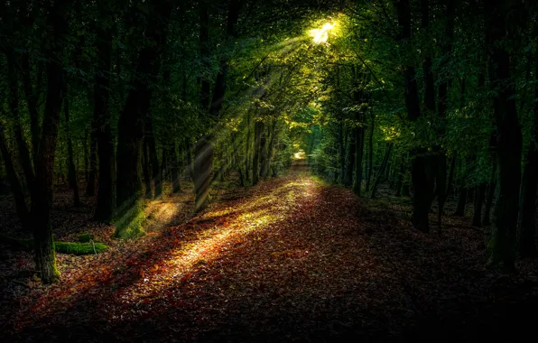 Picture trees, nature, park, foliage