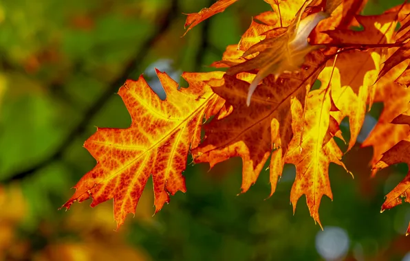 Autumn, leaves, bright, yellow, green background, maple, autumn leaves