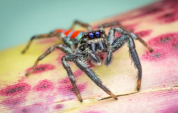 Picture macro, leaf, spider, jumping, blue-eyed, jumper, the Hoppy