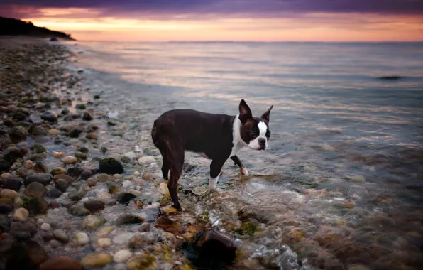 Picture look, water, dog