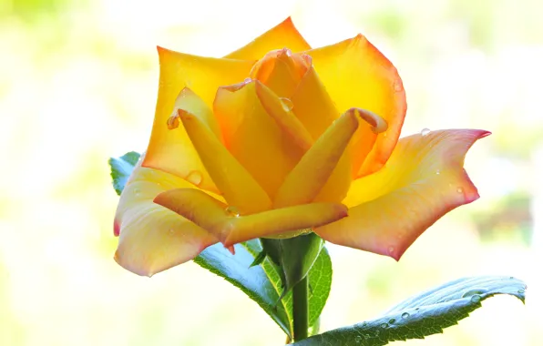 Flower, drops, macro, light, rose, yellow