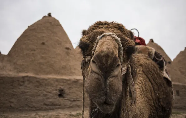 Face, background, camel