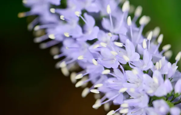 Picture flowers, nature, petals, Veronica longifolia