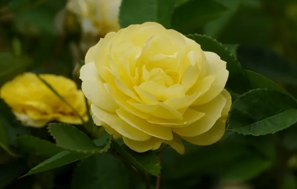 Picture macro, rose, Bud, yellow rose