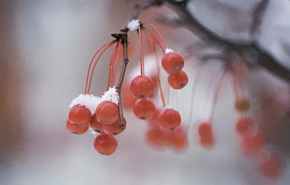 Picture winter, macro, berries