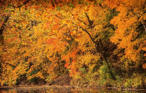 Autumn, forest, trees, nature