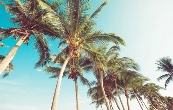 Beach, summer, the sky, palm trees, shore, summer, beach, seascape