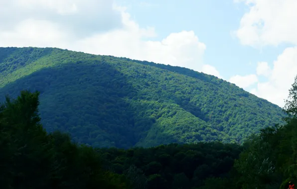 Summer, landscape, nature, trees