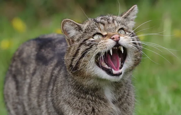 Cat, cat, face, grey, mouth, striped, wild, forest