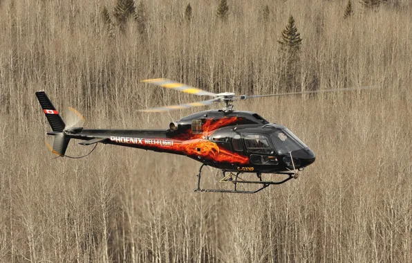 Picture forest, flight, helicopter, Eurocopter, easy, AS355 NP