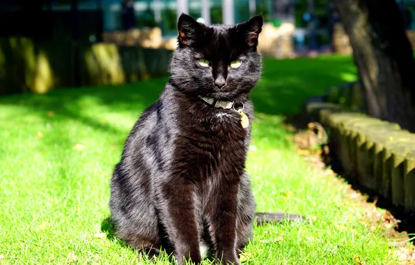 Cat, look, black, sitting
