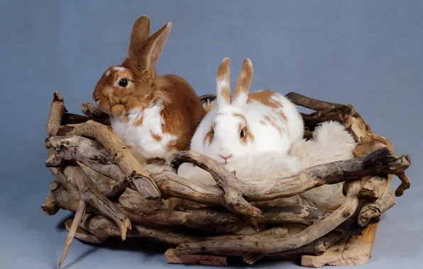 Picture background, socket, rabbits, a couple, rodents