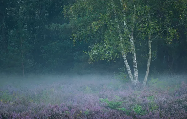 Forest, flowers, fog, tree, glade, foliage, morning, birch